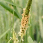 Syngenta Launches New Herbicide Class ‘Metproxybicyclone’ to Tackle Resistant Weeds