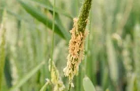 Syngenta Launches New Herbicide Class ‘Metproxybicyclone’ to Tackle Resistant Weeds