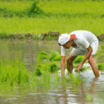 India’s Kharif Sowing Increases by 12% as Timely Monsoon Boosts Farmer Morale