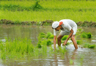 India’s Kharif Sowing Increases by 12% as Timely Monsoon Boosts Farmer Morale