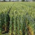 IIVR Outreach Programme Engages 44,000 Farmers Across Six Districts in Uttar Pradesh