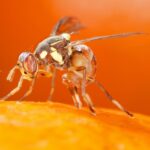 Oriental Fruit Fly Quarantine Lifted in Orange County