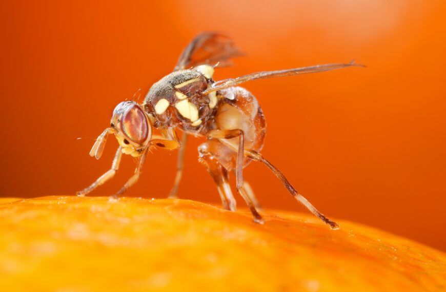 Oriental Fruit Fly Quarantine Lifted in Orange County
