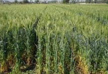 IIVR Outreach Programme Engages 44,000 Farmers Across Six Districts in Uttar Pradesh