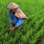 Philippines DA Seeks Bigger Budget to Support More Agri Commodities