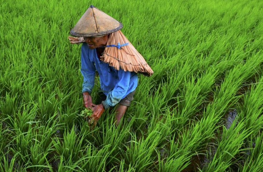 Philippines DA Seeks Bigger Budget to Support More Agri Commodities