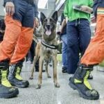 Taiwan to Insure Active-Duty Service Dogs