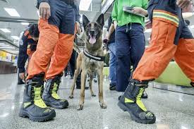 Taiwan to Insure Active-Duty Service Dogs