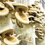 Mushroom Cultivation Booming in Narail, Bangladesh