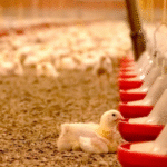South Africa Advances Poultry Protection and Drought Resilience