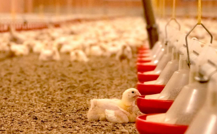 South Africa Advances Poultry Protection and Drought Resilience