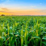 Are Indian Farmers Ready to Opt for Bio-Solutions for Their Crops?