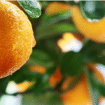 Citrus Alert: Bacterial Canker Threatens Lemon Orchards in Southern India