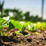Syngenta Launches Game-Changing Herbicide to Tackle Resistant Grass Weeds Globally