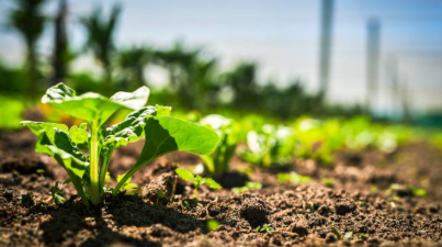 Syngenta Launches Game-Changing Herbicide to Tackle Resistant Grass Weeds Globally
