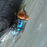 US Allocates $8.5 Million to Fight New World Screwworm Outbreak