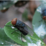 USDA to Establish $8.5 Million Sterile Fly Facility in Texas to Protect Livestock from Screwworm