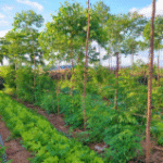 Agroforestry Drives Biodiversity and Profit in Tropical Farms