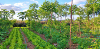 Agroforestry Drives Biodiversity and Profit in Tropical Farms