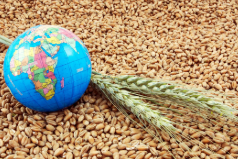 Global Grain Markets Stabilize Amid Inflation and Geopolitical Tensions