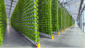 Vertical Farming Tech Scaled Up in Urban Centers