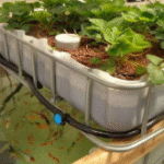 Aquaponics Systems Gain Popularity in Latin America