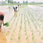 Timely Rainfall Boosts Kharif Sowing Activity Across Maharashtra