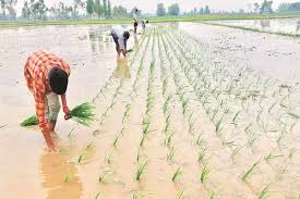 Timely Rainfall Boosts Kharif Sowing Activity Across Maharashtra