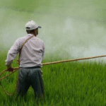 Global Fertilizer Prices Dip 8%, Bringing Relief to Farmers