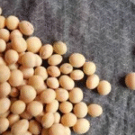 ICAR Releases Critical Advisory for Soybean Seed Treatment Ahead of Kharif Season