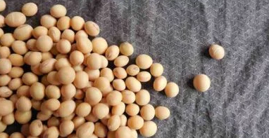 ICAR Releases Critical Advisory for Soybean Seed Treatment Ahead of Kharif Season