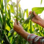Micropep and Corteva Begin Long-Term Collaboration on Sustainable Crop Protection