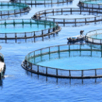 Aquaculture Integration with Vegetable Production Gains Attention in Southeast Asia