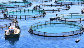 Aquaculture Integration with Vegetable Production Gains…