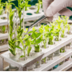 Emerging Biotechnology in Plant Breeding Accelerates Crop Improvement in India