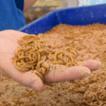  Insect Protein Farming Marks a Shift in Animal Feed Innovation