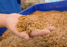  Insect Protein Farming Marks a…