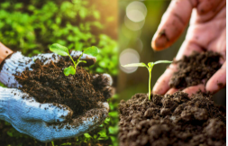Organic Farming Expansion in Europe Boosts Soil Health