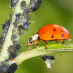 Biocontrol Methods Reduce Pesticide Reliance in Latin American Farming