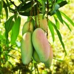 Union Agriculture Minister Announces Major Relief for Mango Farmers in Karnataka