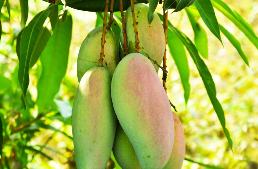 Union Agriculture Minister Announces Major Relief for Mango Farmers in Karnataka