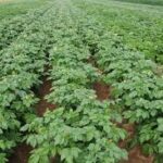 Cabinet Approves South Asia Regional Centre of International Potato Centre in Agra