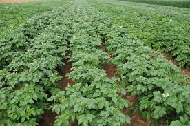 Cabinet Approves South Asia Regional Centre of International Potato Centre in Agra