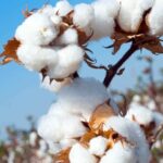 Special National Meet in Coimbatore Today to Address Declining Cotton Yields; Union Minister Shivraj Singh Chouhan to Lead Deliberations