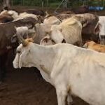 U.S. Reopens Livestock Imports from Mexico Following Successful Screwworm Eradication
