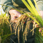PAU Alerts Punjab Farmers to Watch for Rice Dwarfing Virus in 2025 Kharif Season