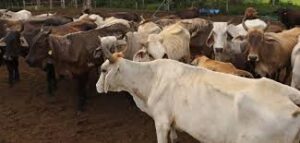 U.S. Reopens Livestock Imports from Mexico Following Successful…