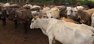 U.S. Reopens Livestock Imports from Mexico Following Successful…