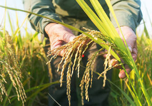 PAU Alerts Punjab Farmers to…