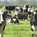 Georgia Dairy Farmers Approve New Funding Measures to Strengthen Industry